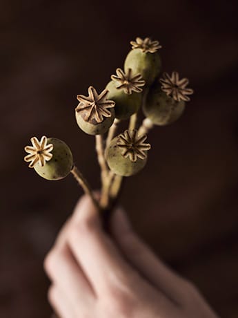 Dried poppy heads in hand 1 LR