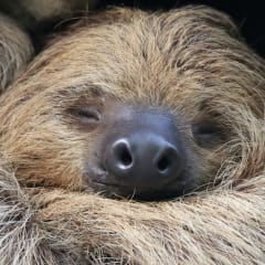 Proving of Sloth - a new homeopathic remedy